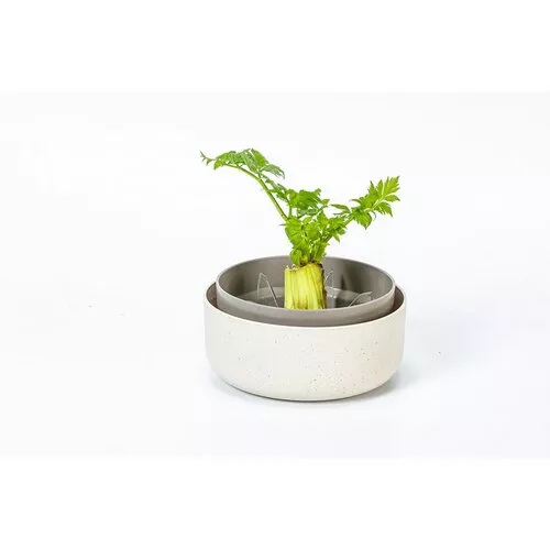 Plastia Regrow, fildeșcu zaț de cafea