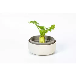 Plastia Regrow, fildeșcu zaț de cafea